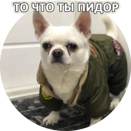 😈 Стикер «SebekBandit» для Telegram