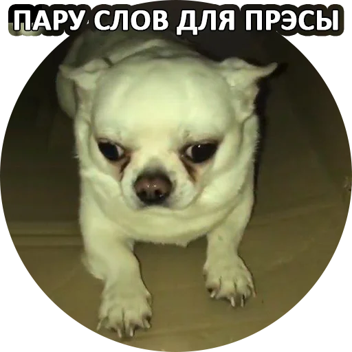 📖 Стикер «SebekBandit» для Telegram
