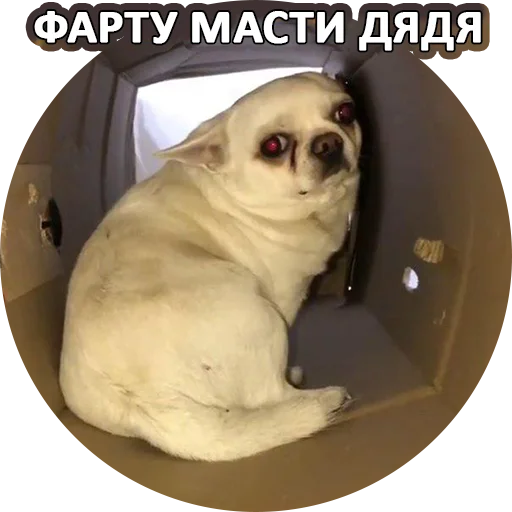 ❤️ Стикер «SebekBandit» для Telegram