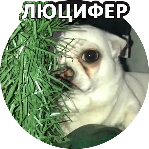 👹 Стикер «SebekBandit» для Telegram