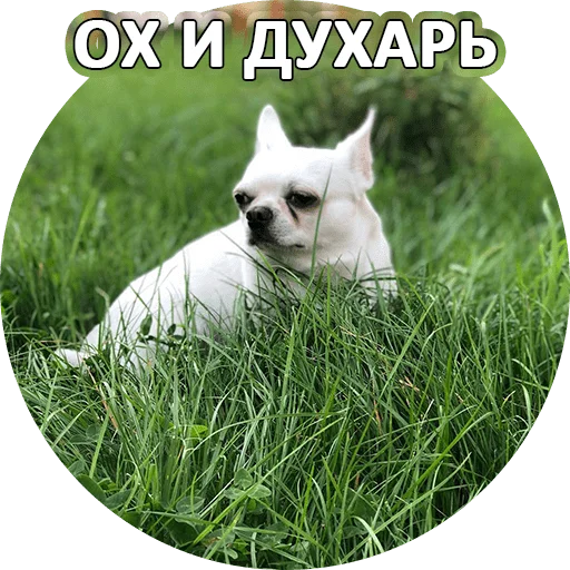🤠 Стикер «SebekBandit» для Telegram