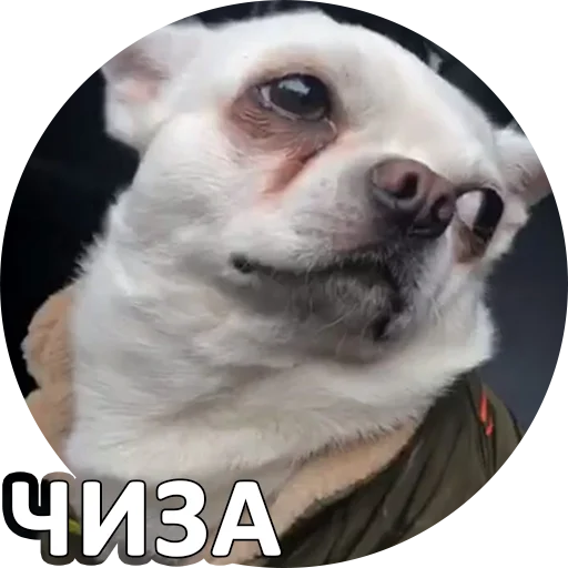 👌 Стикер «SebekBandit» для Telegram