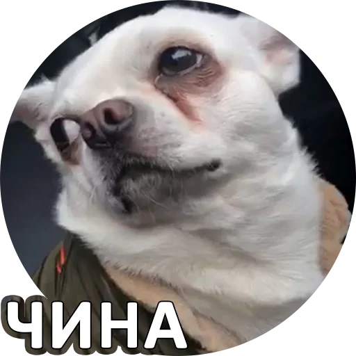 ☝ Стикер «SebekBandit» для Telegram