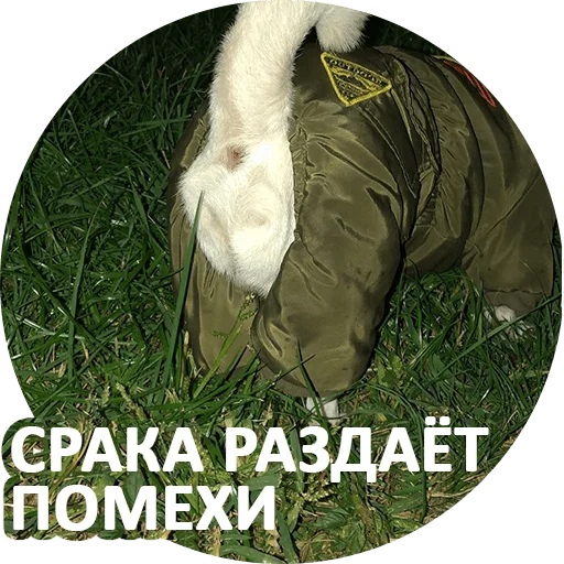 📡 Стикер «SebekBandit» для Telegram