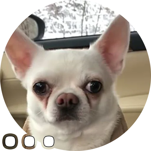 🌑 Стикер «SebekBandit» для Telegram