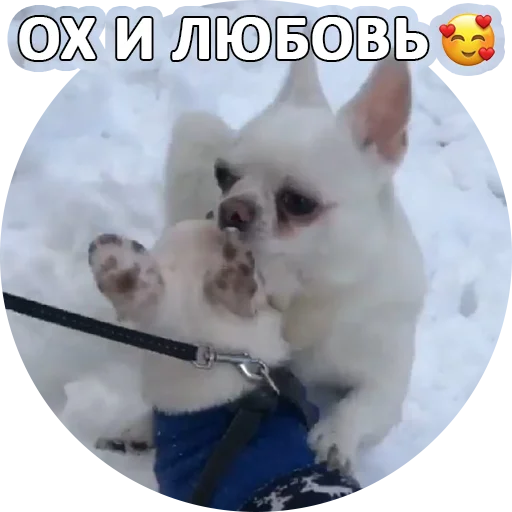 🥰 Стикер «SebekBandit» для Telegram