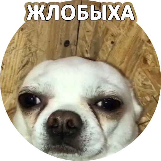 😒 Стикер «SebekBandit» для Telegram