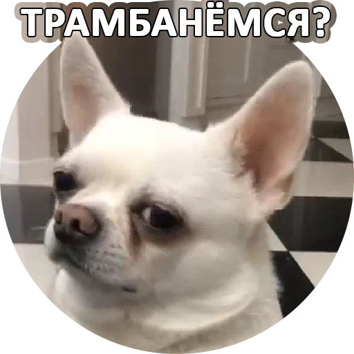 😏 Стикер «SebekBandit» для Telegram