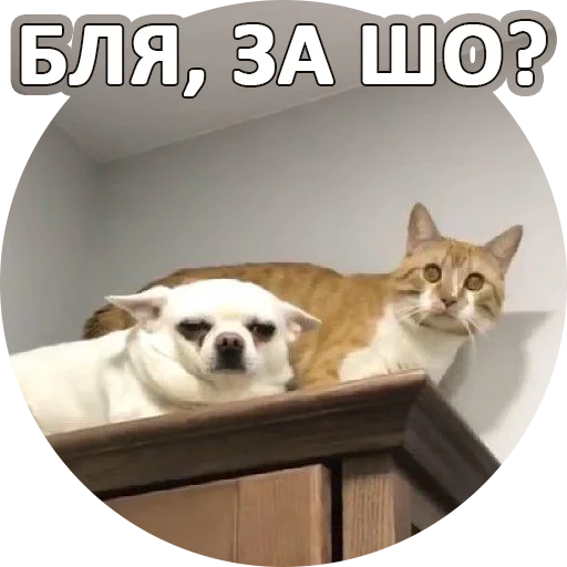 😢 Стикер «SebekBandit» для Telegram