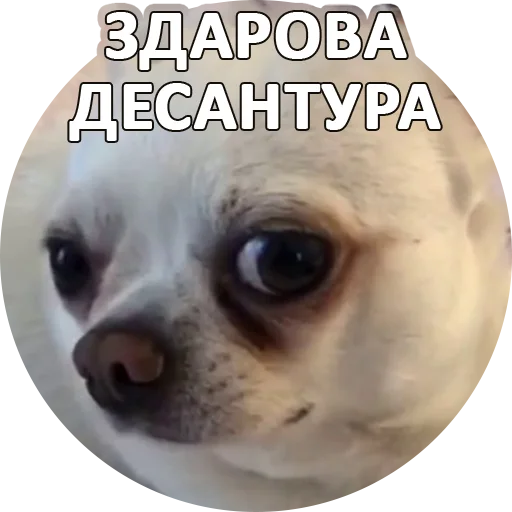 🤚 Стикер «SebekBandit» для Telegram
