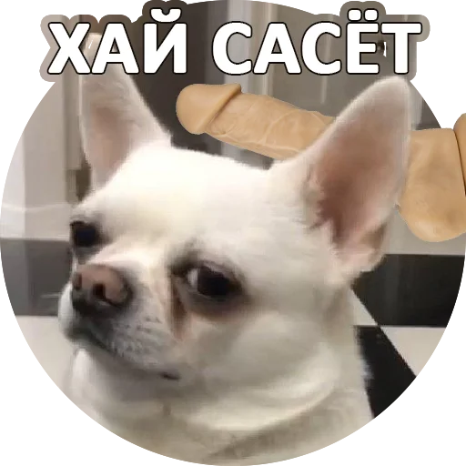 🖕 Стикер «SebekBandit» для Telegram