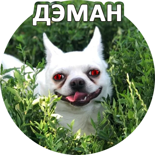 👹 Стикер «SebekBandit» для Telegram