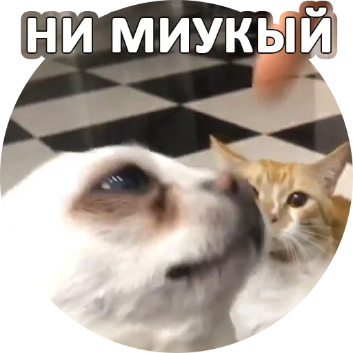 😿 Стикер «SebekBandit» для Telegram