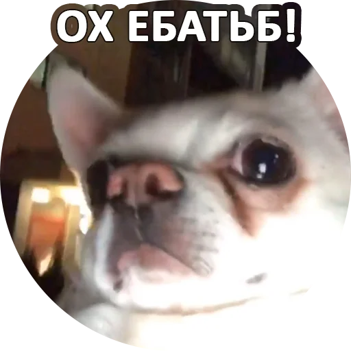 😯 Стикер «SebekBandit» для Telegram