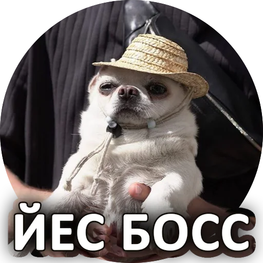 👌 Стикер «SebekBandit» для Telegram