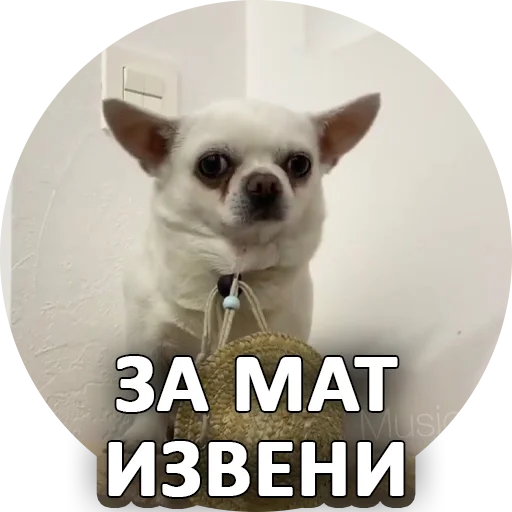 😔 Стикер «SebekBandit» для Telegram