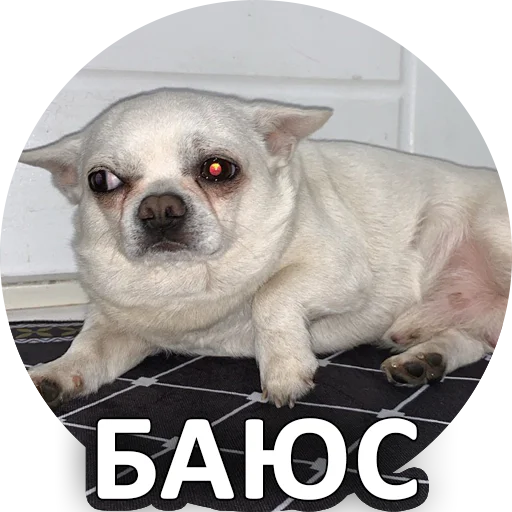 😧 Стикер «SebekBandit» для Telegram