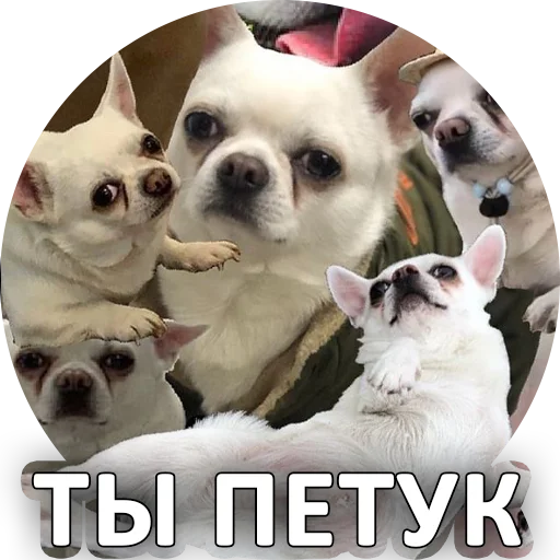 🐓 Стикер «SebekBandit» для Telegram