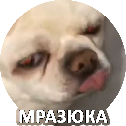 🤬 Стикер «SebekBandit» для Telegram
