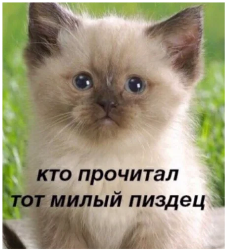 ☺️ Стикер «ъоьмы!!» для Telegram