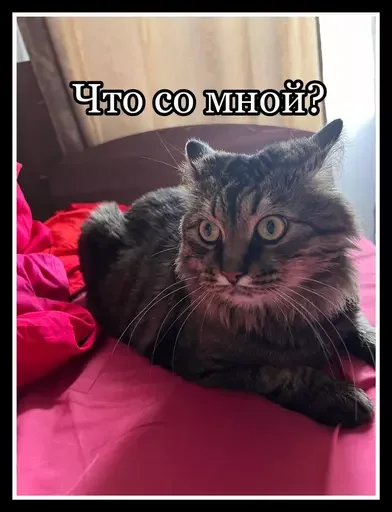 🙋 Стикер «Semen» для Telegram