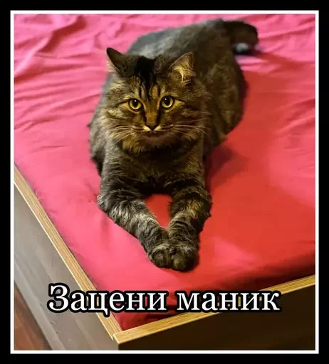 🪟 Стикер «Semen» для Telegram