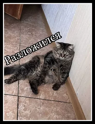 🙀 Стикер «Semen» для Telegram