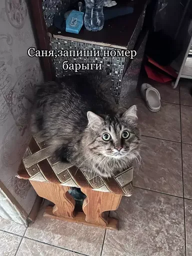 😶‍🌫️ Стикер «Semen» для Telegram