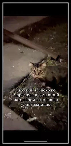 🙀 Стикер «Semen» для Telegram