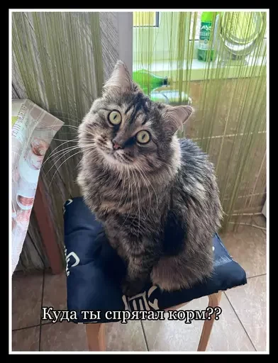 🍱 Стикер «Semen» для Telegram