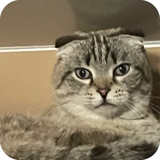 🫥 Стикер «Сэмик кот» для Telegram