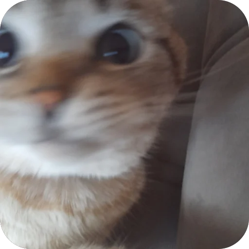 🫥 Стикер «Сэмик кот» для Telegram