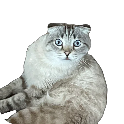 🫥 Стикер «Сэмик кот» для Telegram