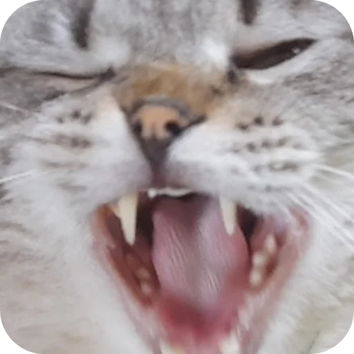 🐦 Стикер «Сэмик кот» для Telegram