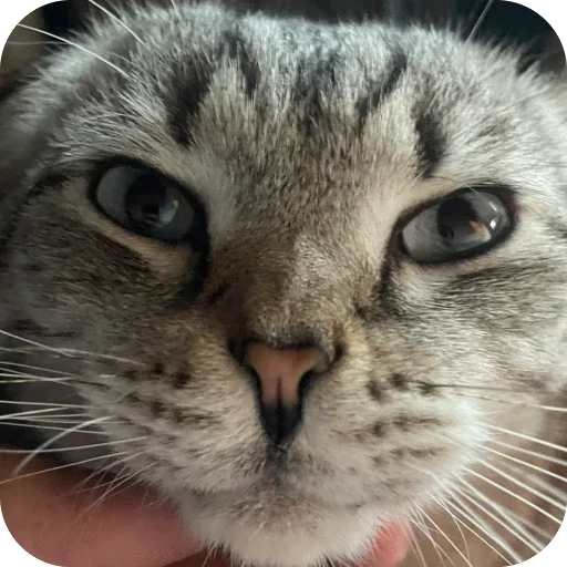 🫥 Стикер «Сэмик кот» для Telegram