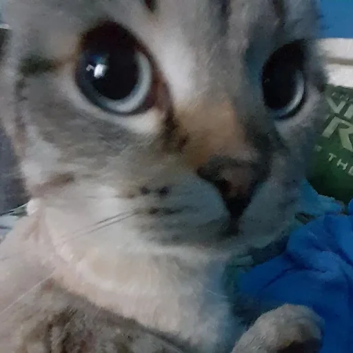 ❤️ Стикер «Сэмик кот» для Telegram