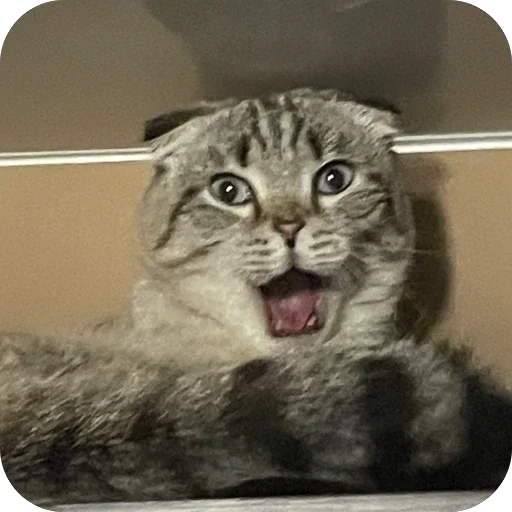 🫥 Стикер «Сэмик кот» для Telegram