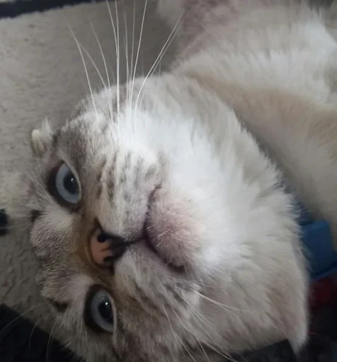💕 Стикер «Сэмик кот» для Telegram