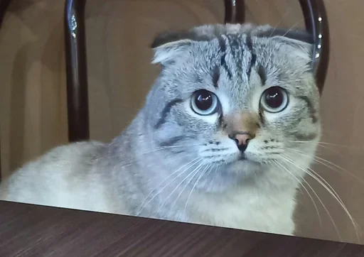 💕 Стикер «Сэмик кот» для Telegram