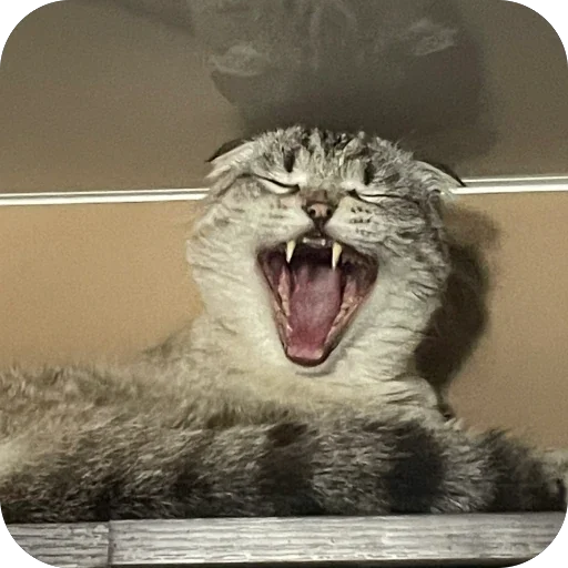 🫥 Стикер «Сэмик кот» для Telegram
