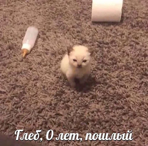 😎 Стикер «SenkoPack» для Telegram