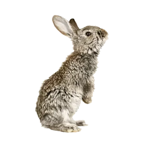 🐇 Стикер «новогодние» для Telegram