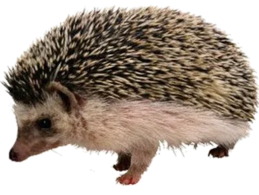 🦔 Стикер «новогодние» для Telegram