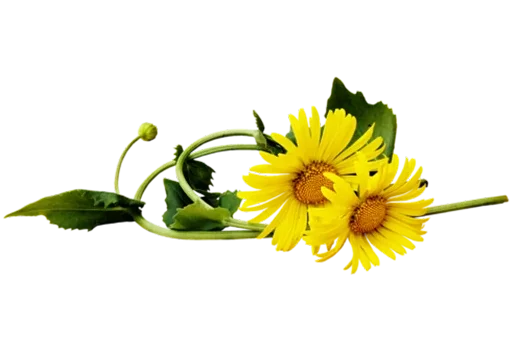 🌼 Стикер «Separator Flower Thick» для Telegram
