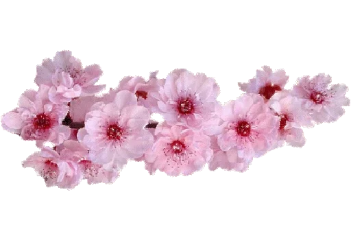 🌸 Стикер «Separator Flower Thick» для Telegram
