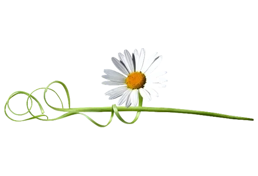 🌸 Стикер «Separator Flower Thin» для Telegram