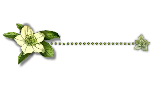 🌼 Стикер «Separator Flower Thin» для Telegram