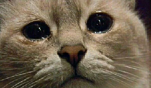 😢 Стикер «Dereven&;ka» для Telegram