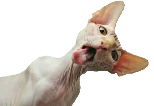 👅 Стикер «Dereven&;ka» для Telegram