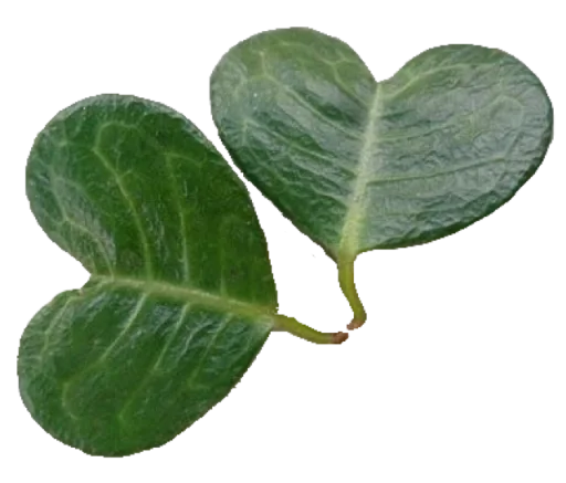 💚 Стикер «Heartz» для Telegram